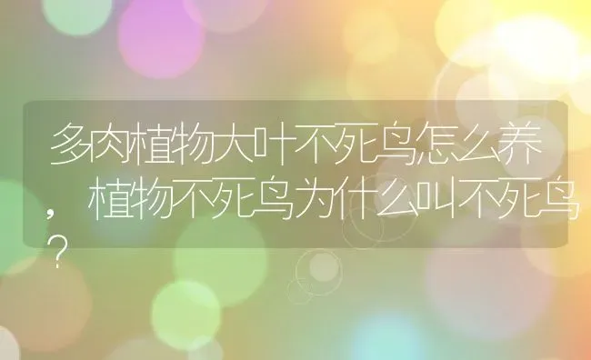 多肉植物大叶不死鸟怎么养,植物不死鸟为什么叫不死鸟？ | 养殖科普