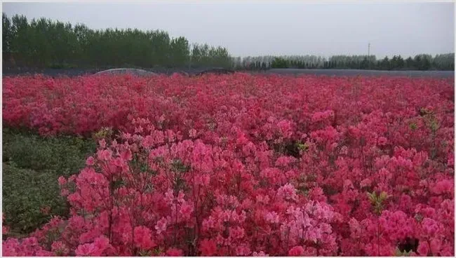 映山红怎么繁殖 | 实用知识