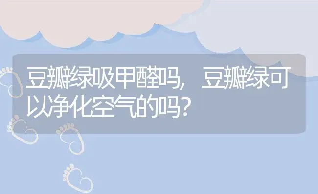 豆瓣绿吸甲醛吗,豆瓣绿可以净化空气的吗？ | 养殖学堂