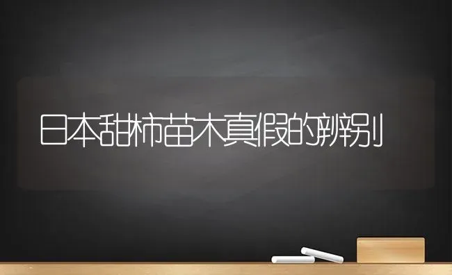 日本甜柿苗木真假的辨别 | 养殖知识
