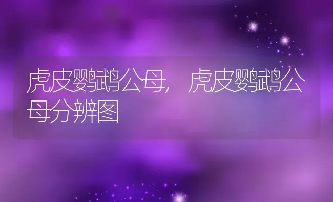 虎皮鹦鹉公母,虎皮鹦鹉公母分辨图 | 养殖资料