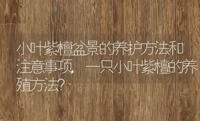 小叶紫檀盆景的养护方法和注意事项,一只小叶紫檀的养殖方法？ | 养殖科普