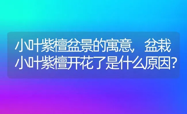 小叶紫檀盆景的寓意,盆栽小叶紫檀开花了是什么原因？ | 养殖科普