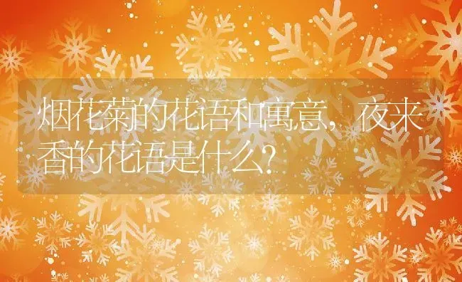 烟花菊的花语和寓意,夜来香的花语是什么？ | 养殖科普