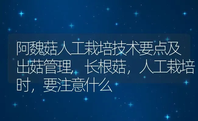 阿魏菇人工栽培技术要点及出菇管理,长根菇，人工栽培时，要注意什么 | 养殖学堂