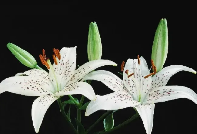 百合花什么时候开,百合是春天开的吗？