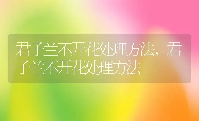 君子兰不开花处理方法,君子兰不开花处理方法 | 养殖科普