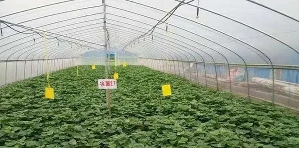 红薯的大棚育苗技术技巧 | 妙招大全
