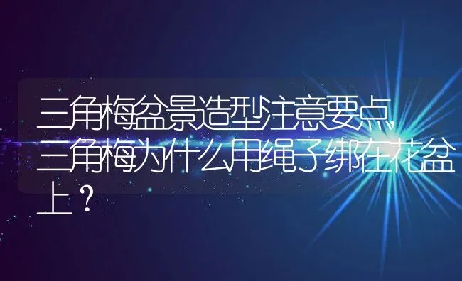 三角梅盆景造型注意要点,三角梅为什么用绳子绑在花盆上？ | 养殖科普