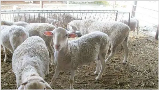 肉羊养殖赔钱的原因 | 生活妙招