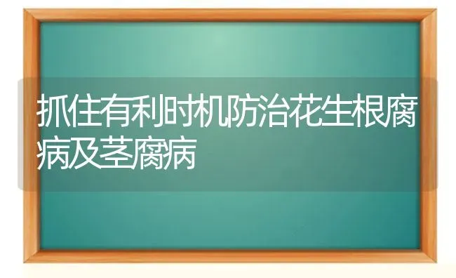 抓住有利时机防治花生根腐病及茎腐病 | 养殖知识