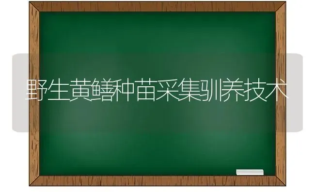 野生黄鳝种苗采集驯养技术 | 养殖技术大全