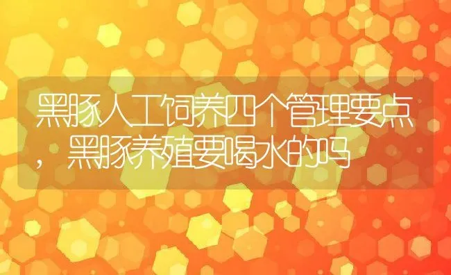 黑豚人工饲养四个管理要点,黑豚养殖要喝水的吗 | 养殖学堂