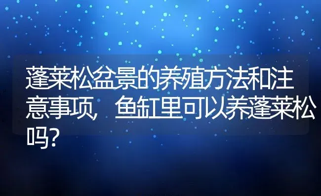 蓬莱松盆景的养殖方法和注意事项,鱼缸里可以养蓬莱松吗？ | 养殖科普