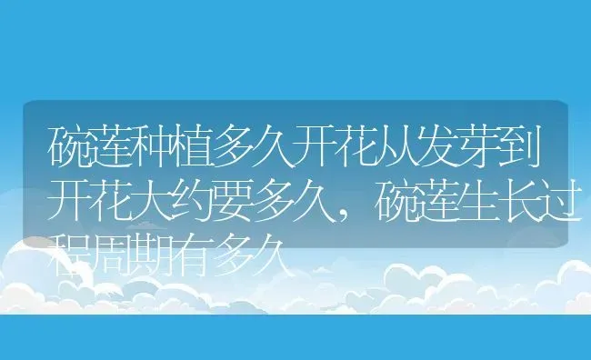 碗莲种植多久开花从发芽到开花大约要多久,碗莲生长过程周期有多久 | 养殖学堂