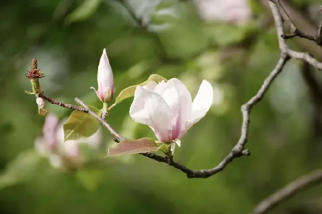 木兰是什么意思,玉兰是什么意思？