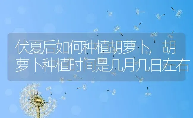 伏夏后如何种植胡萝卜,胡萝卜种植时间是几月几日左右 | 养殖学堂