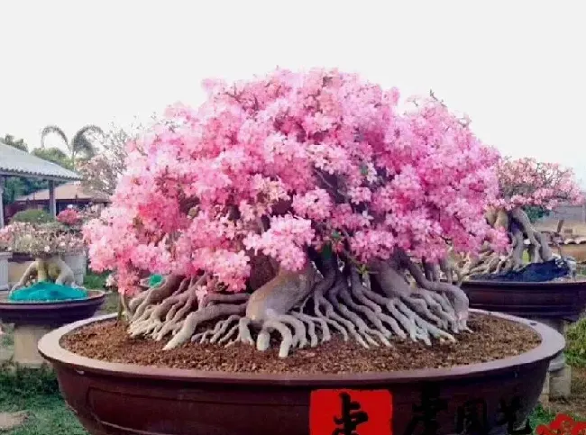 沙漠玫瑰冬天如何养护,沙漠玫瑰冻了怎么办？