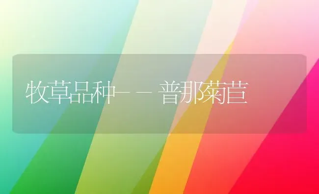 牧草品种--普那菊苣 | 养殖知识