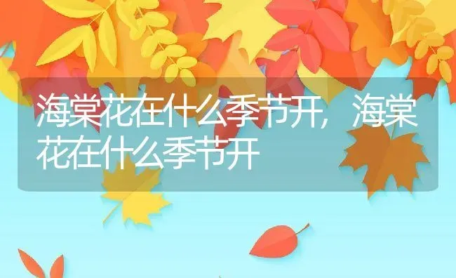 海棠花在什么季节开,海棠花在什么季节开 | 养殖科普