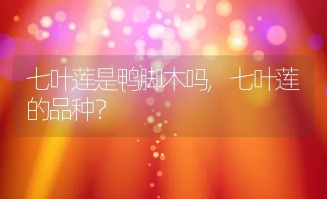 七叶莲是鸭脚木吗,七叶莲的品种？ | 养殖学堂