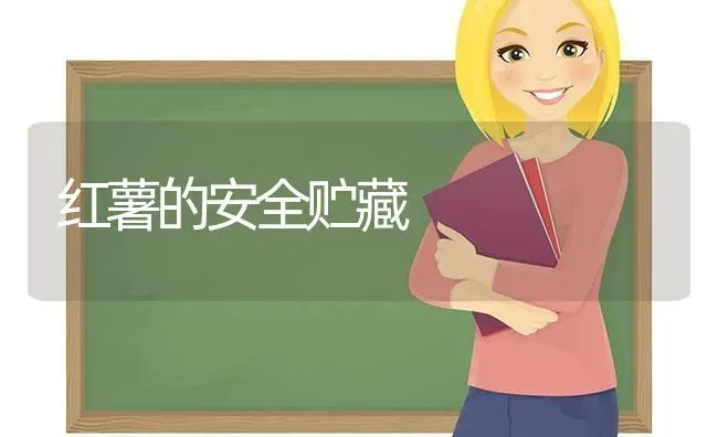 红薯的安全贮藏 | 养殖技术大全