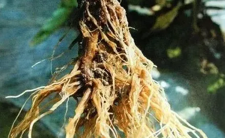 牡丹根能治什么病,北方的牡丹花根怎么移栽能活？