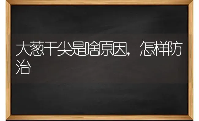 大葱干尖是啥原因,怎样防治 | 养殖技术大全