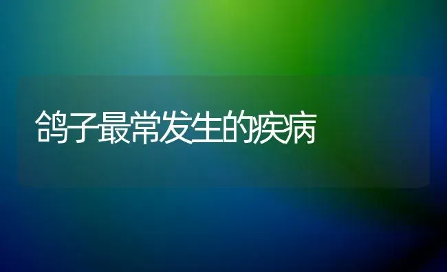 鸽子最常发生的疾病 | 养殖技术大全