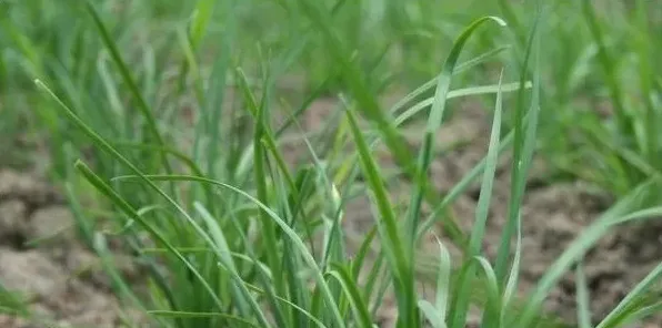 春季露地种植韭菜的管理方法及注意事项 | 妙招大全