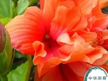 扶桑花怎么养,扶桑花的养殖方法？
