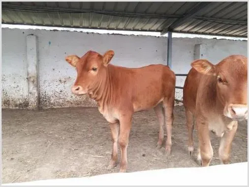 肉牛犊多少钱一头？市场分析 | 生活常识