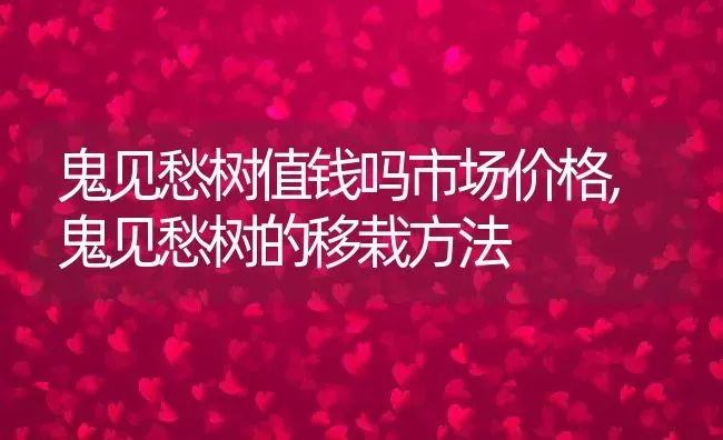 鬼见愁树值钱吗市场价格,鬼见愁树的移栽方法 | 养殖学堂