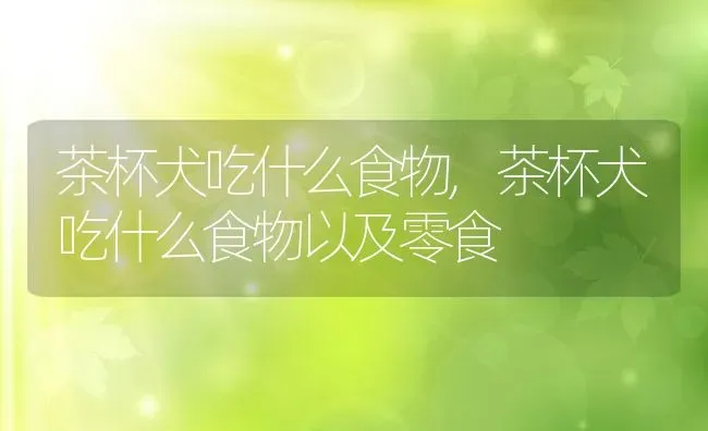 茶杯犬吃什么食物,茶杯犬吃什么食物以及零食 | 养殖科普