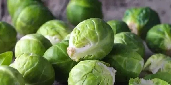孢子甘蓝种植方法及管理技巧 | 实用知识