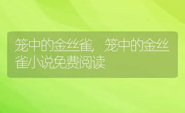 笼中的金丝雀,笼中的金丝雀小说免费阅读 | 养殖科普