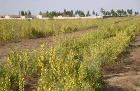 柠条在养畜业中的应用 柠条种植的关键技术 | 农广天地