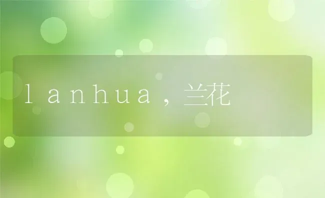 lanhua,兰花 | 养殖资料