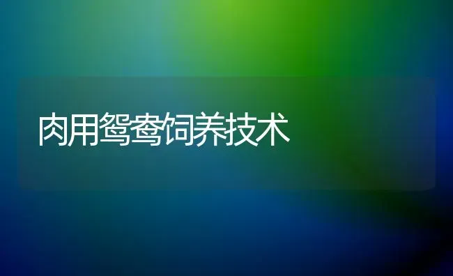 肉用鸳鸯饲养技术 | 养殖知识