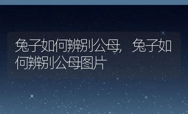 兔子如何辨别公母,兔子如何辨别公母图片 | 养殖科普