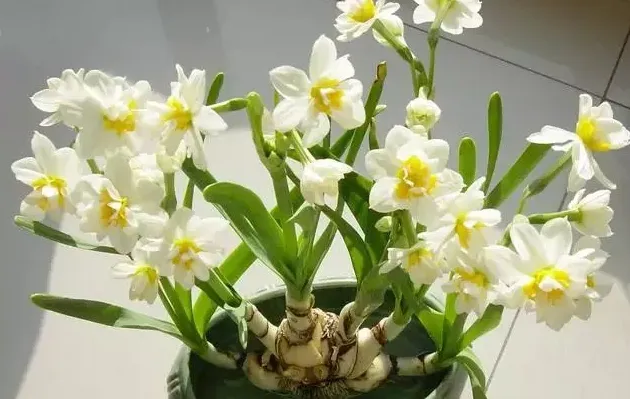 水仙花直接泡水里就可以了吗,水仙花开在叶子顶部吗？