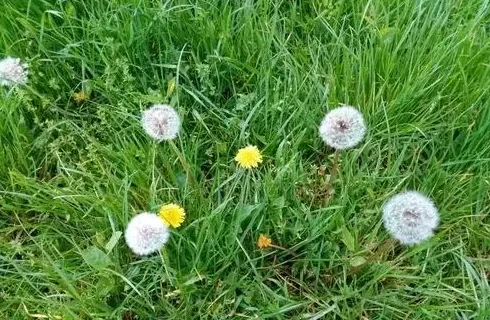 蒲公英暗示什么,白色蒲公英寓意？