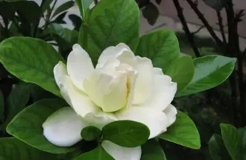 栀子花换盆时间和方法,小叶栀子花换盆与养护的方法？