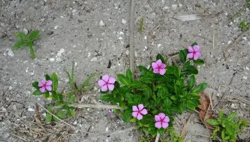 蜀葵种子什么时候播种最好,蜀葵秋季播种什么时候开花？