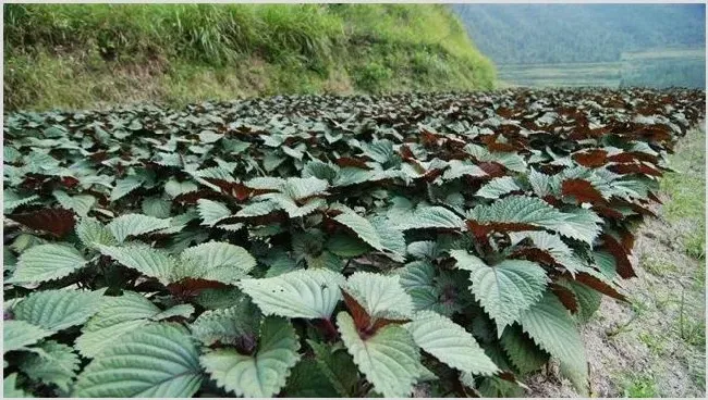 紫苏田间管理要点 | 三农知识