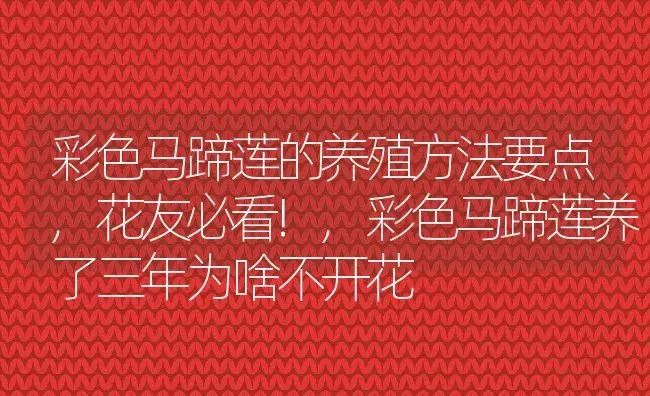 彩色马蹄莲的养殖方法要点,花友必看!,彩色马蹄莲养了三年为啥不开花 | 养殖学堂