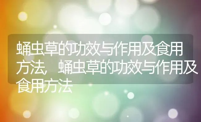 蛹虫草的功效与作用及食用方法,蛹虫草的功效与作用及食用方法 | 养殖科普