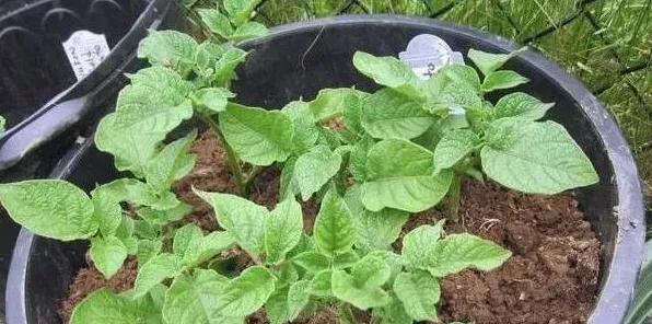 盆栽土豆的种植要点及养护方法 | 农广天地