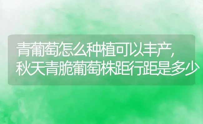 青葡萄怎么种植可以丰产,秋天青脆葡萄株距行距是多少 | 养殖学堂