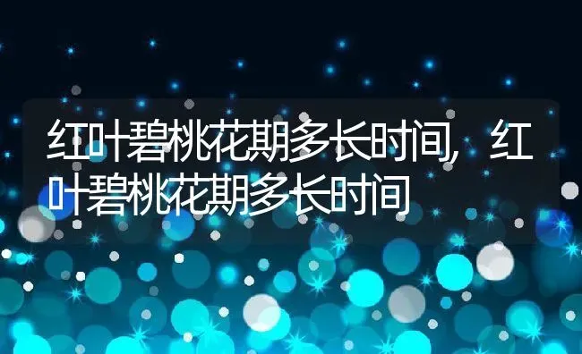 红叶碧桃花期多长时间,红叶碧桃花期多长时间 | 养殖科普